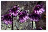 Soldanella alpina * Alpine Snowbell - Pic de Sauvegarde, Pyrenees - July 1990 * 5380 x 3449 * (8.01MB)